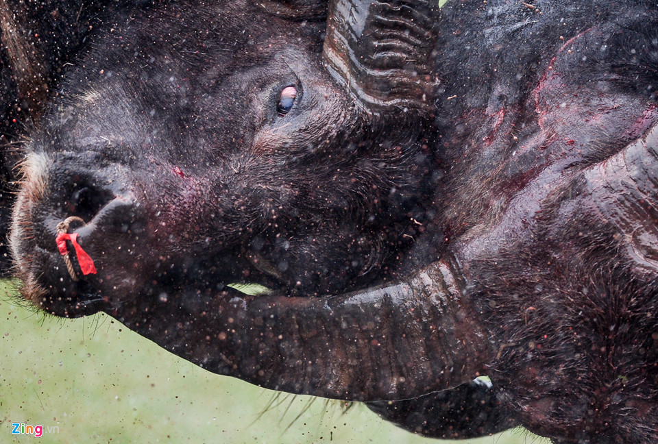 Khán giả gây hỗn loạn khi hội chọi trâu Đồ Sơn mở cửa miễn phí