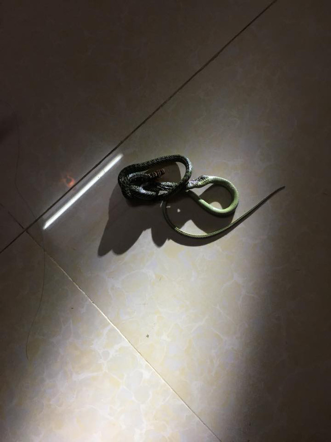 Gặp cảnh kinh dị lúc nửa đêm, cô gái không nao núng mà còn làm hành động này khiến cánh mày râu cũng phải ngưỡng mộ