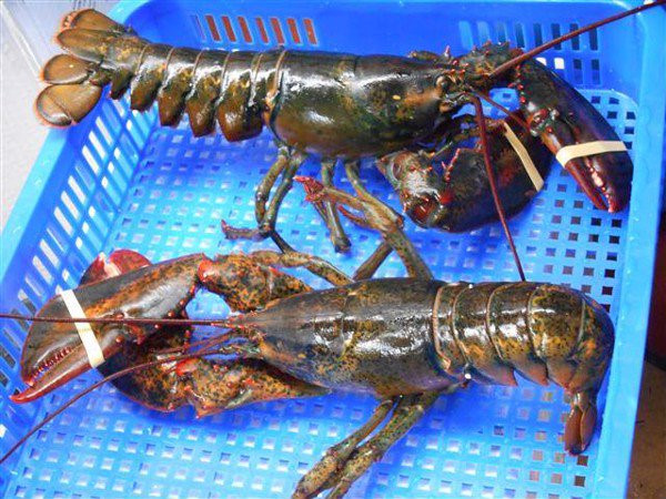 Người Việt chi tiền triệu để ăn thử tôm hùm Mỹ ngày càng nhiều