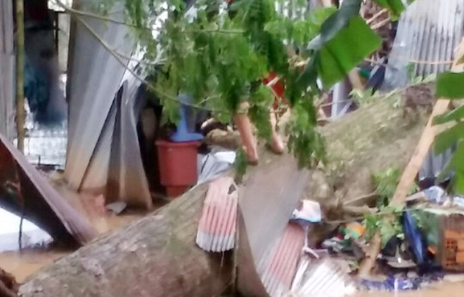 Cây ngã đè chết hai mẹ con đang ngủ