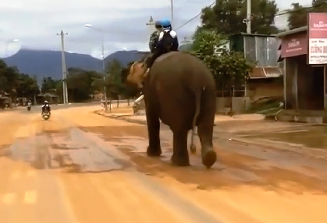 Đắk Lắk đưa con đi học bằng voi như truyền thuyết