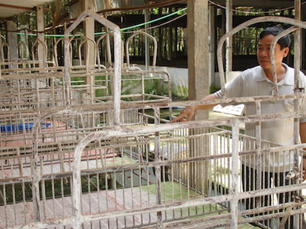 Lo ngại bệnh dịch tả lợn châu Phi, giá lợn hơi tăng vọt