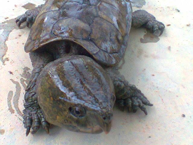 Lĩnh án 10 năm tù vì vận chuyển trái phép rùa đầu to, gấu ngựa quý hiếm