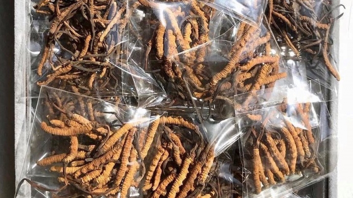 Sự thật về thần dược Đông trùng hạ thảo 2 tỷ đồng/kg: Cú lừa thế kỷ dành cho các đại gia