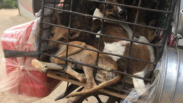 Hà Nội vận động không ăn thịt chó: Người dân ủng hộ hay phản đối?