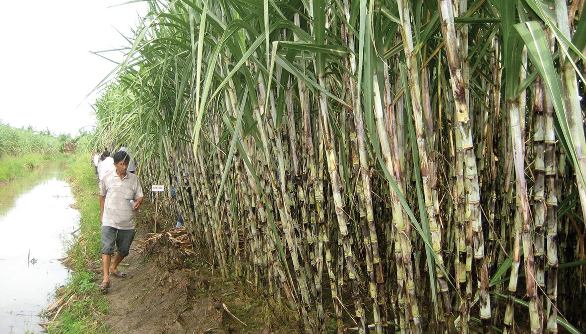 Ngành mía đường chao đảo