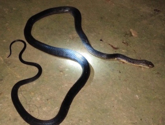 Người đàn ông cố bắt rắn hổ mang bằng tay không và bị rắn cắn tử vong