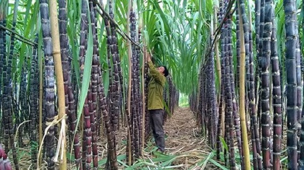 Ngành mía đường: Chao đảo vì đường lậu