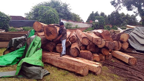 Bắt thêm một đội trưởng đội kiểm lâm liên quan đến trùm gỗ lậu Phượng râu