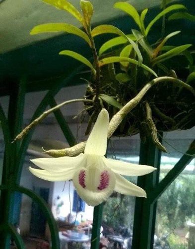 Đà Nẵng: Chi 6,8 tỉ đồng chỉ để mua một cây lan