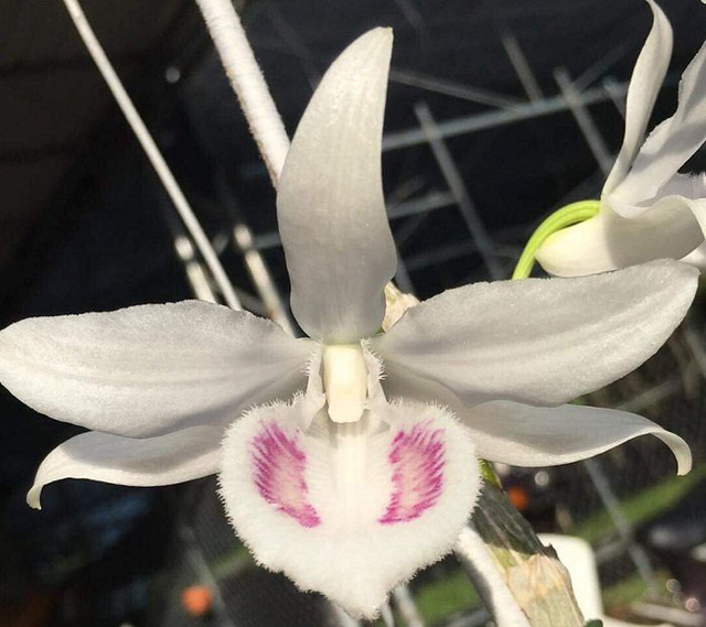 Đà Nẵng: Chi 6,8 tỉ đồng chỉ để mua một cây lan