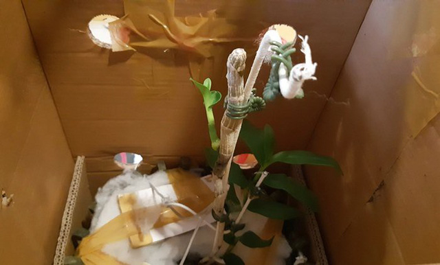 Đà Nẵng: Chi 6,8 tỉ đồng chỉ để mua một cây lan