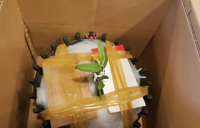 Đà Nẵng: Chi 6,8 tỉ đồng chỉ để mua một cây lan