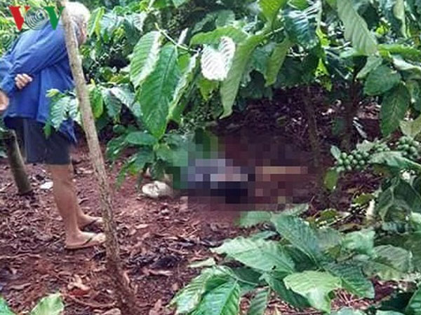Phát hiện người đàn ông tử vong trên rẫy cà phê, nghi do sốc ma túy