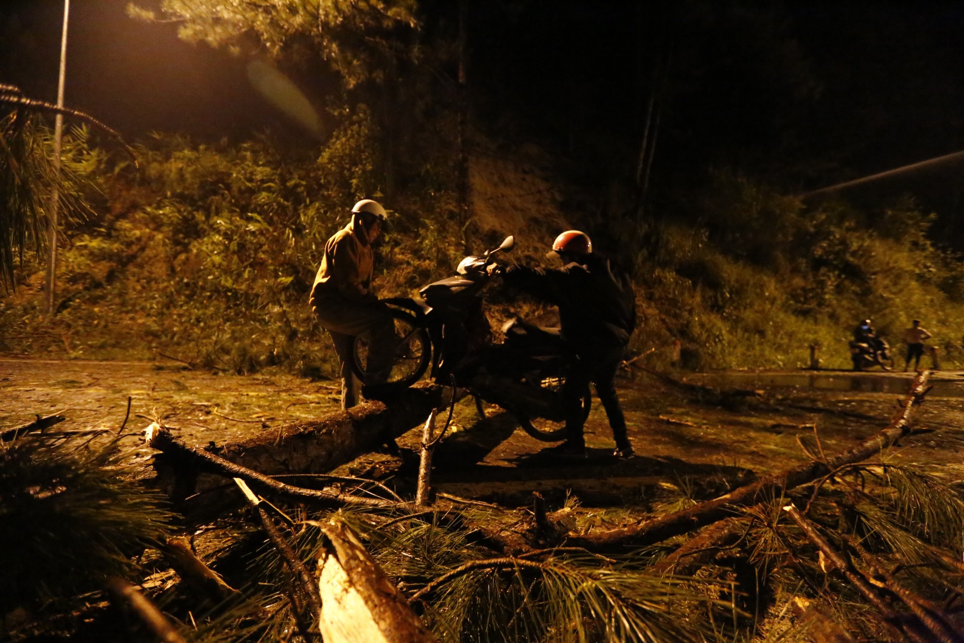 Đà Lạt: Cây thông 20 năm tuổi đổ trên đèo Prenn, giao thông tắc nghẽn hàng giờ liền