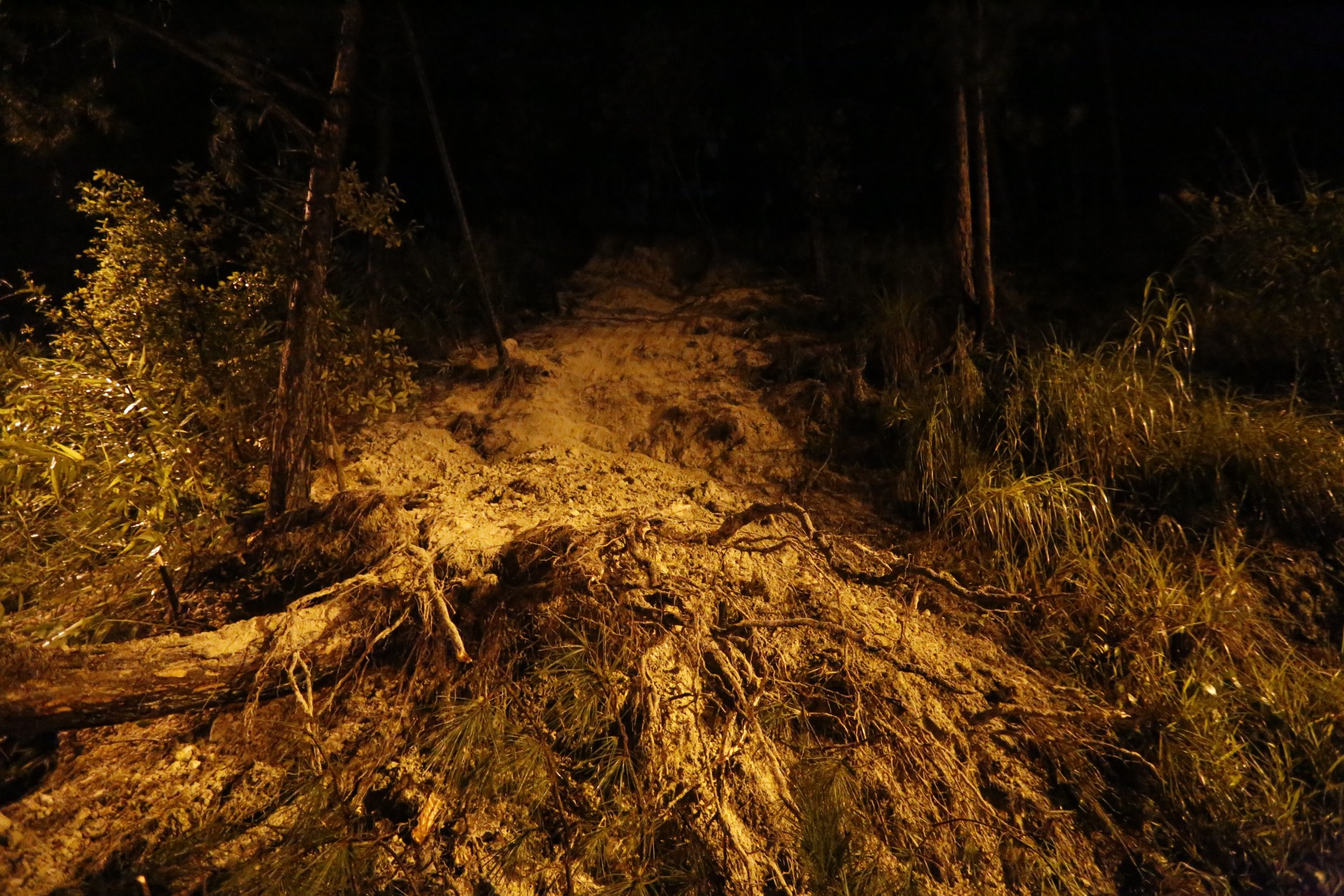 Đà Lạt: Cây thông 20 năm tuổi đổ trên đèo Prenn, giao thông tắc nghẽn hàng giờ liền