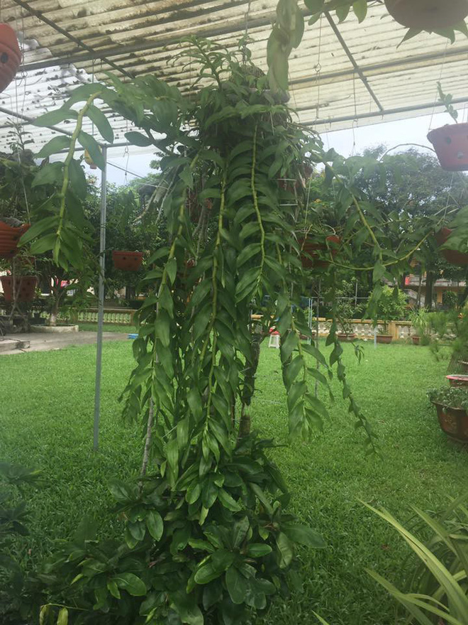 Đấu giá 32 giò lan của cố phi công máy bay Su-22 Khuất Mạnh Trí