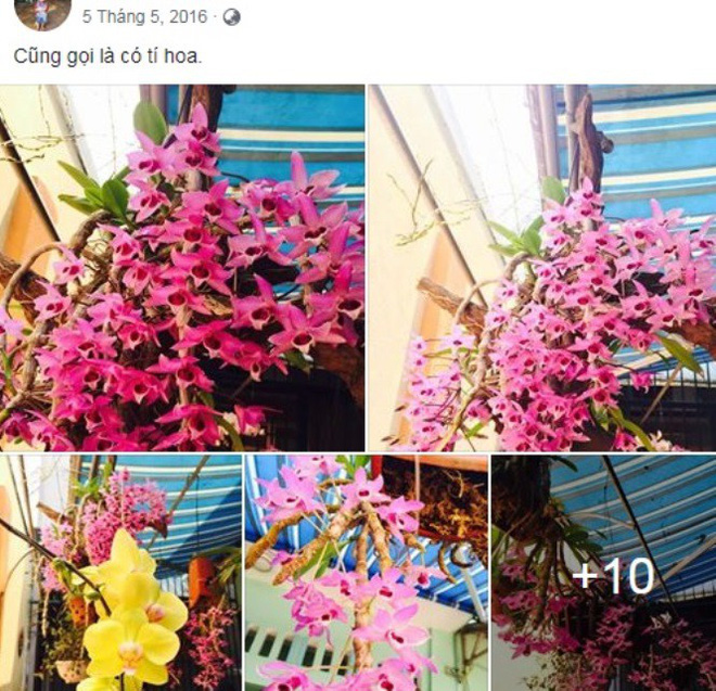 Đấu giá 32 giò lan của cố phi công máy bay Su-22 Khuất Mạnh Trí