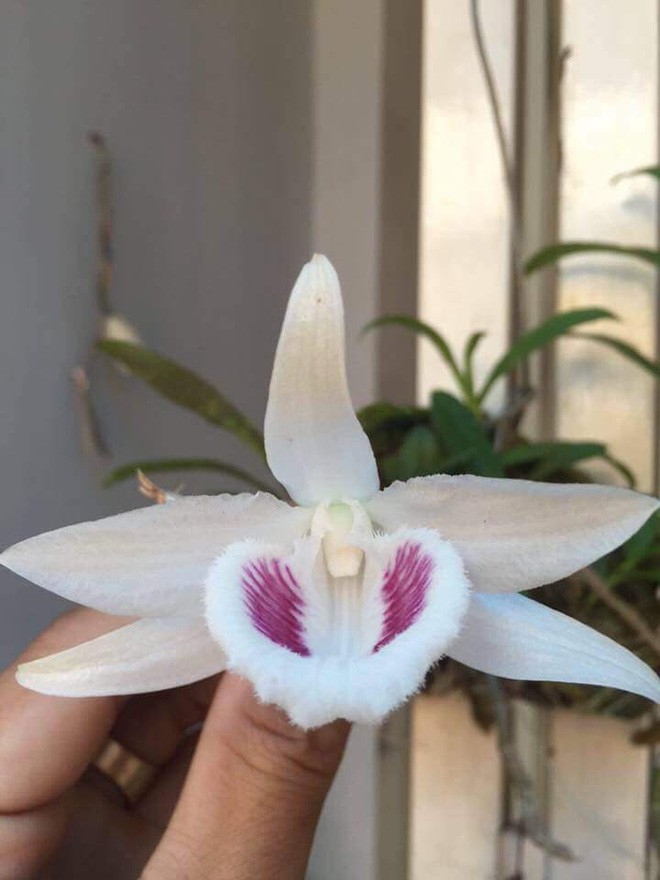 Trước nghi vấn thổi giá gốc lan 6,8 tỷ, chủ nhân cũ cây lan tiết lộ thông tin bất ngờ