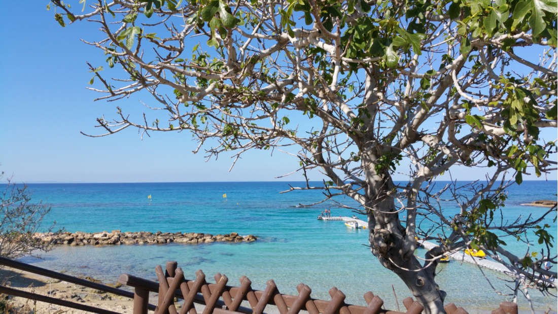 Câu chuyện xác người mất tích được tìm thấy nhờ... cái cây mọc ra từ dạ dày và sự thật đằng sau là gì?