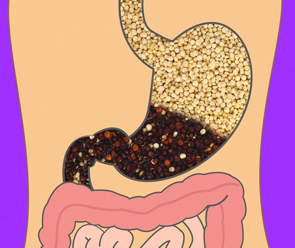 Mất bao lâu để tiêu hóa hết thực phẩm ăn hàng ngày?