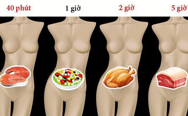 Mất bao lâu để tiêu hóa hết thực phẩm ăn hàng ngày?