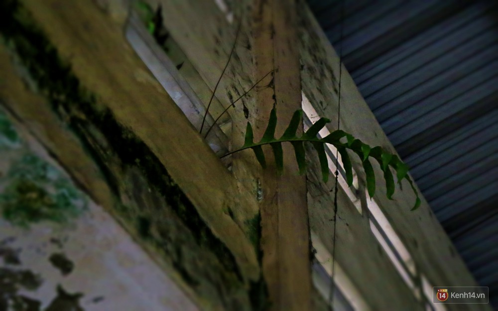 Cảnh u ám bên trong khu chợ tiền tỷ ở Sài Gòn bị bỏ hoang gần 15 năm qua