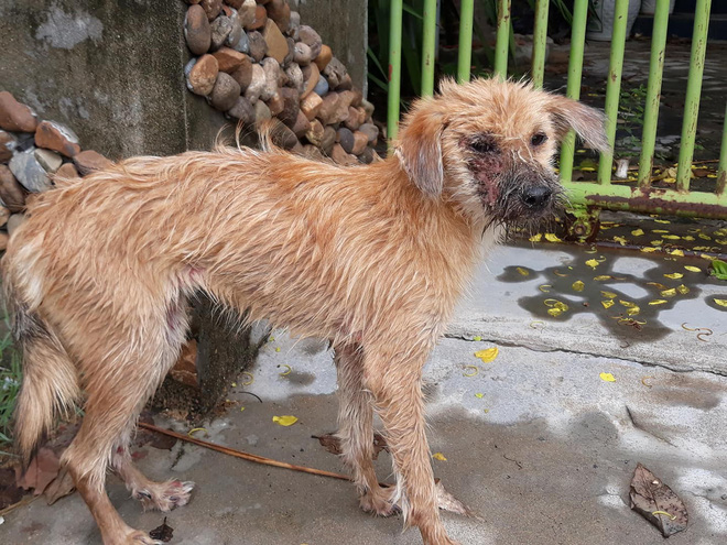 Thương cảm câu chuyện chú chó nhỏ bị bệnh nặng chọn cái chết xa nhà và gặp được chàng thanh niên tốt bụng