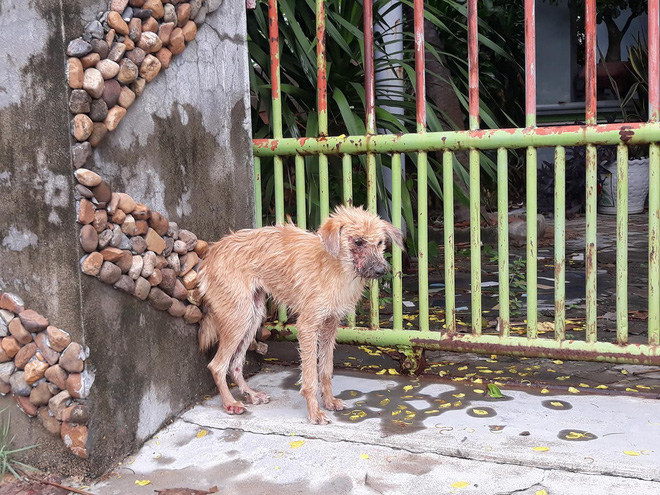 Thương cảm câu chuyện chú chó nhỏ bị bệnh nặng chọn cái chết xa nhà và gặp được chàng thanh niên tốt bụng
