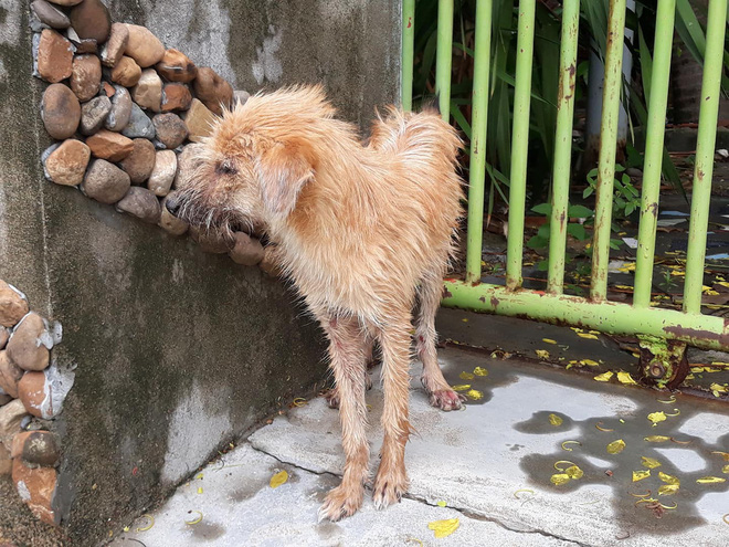 Thương cảm câu chuyện chú chó nhỏ bị bệnh nặng chọn cái chết xa nhà và gặp được chàng thanh niên tốt bụng