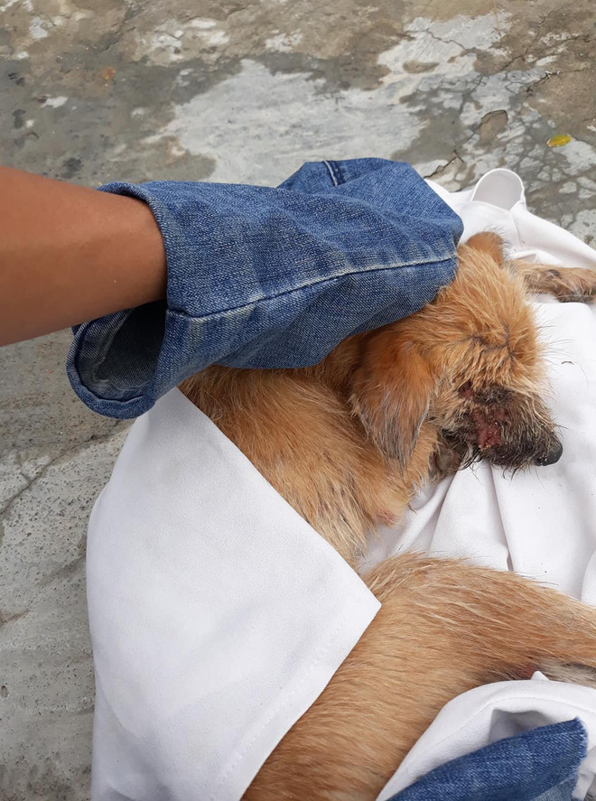 Thương cảm câu chuyện chú chó nhỏ bị bệnh nặng chọn cái chết xa nhà và gặp được chàng thanh niên tốt bụng