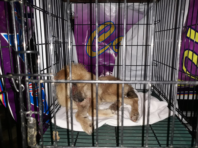 Thương cảm câu chuyện chú chó nhỏ bị bệnh nặng chọn cái chết xa nhà và gặp được chàng thanh niên tốt bụng