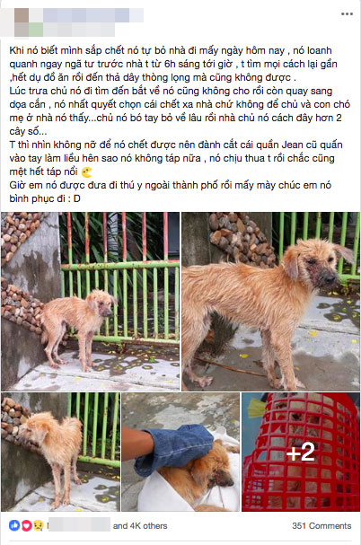 Thương cảm câu chuyện chú chó nhỏ bị bệnh nặng chọn cái chết xa nhà và gặp được chàng thanh niên tốt bụng