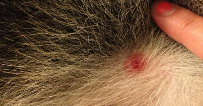 Căn bệnh này đã khiến ca sĩ Avril Lavigne phải sống ẩn thân suốt 5 năm qua và có lúc cảm thấy mình đã cận kề cái chết