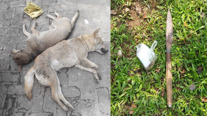 Kẻ trộm chó dùng dao tấn công cảnh sát khi bị truy đuổi