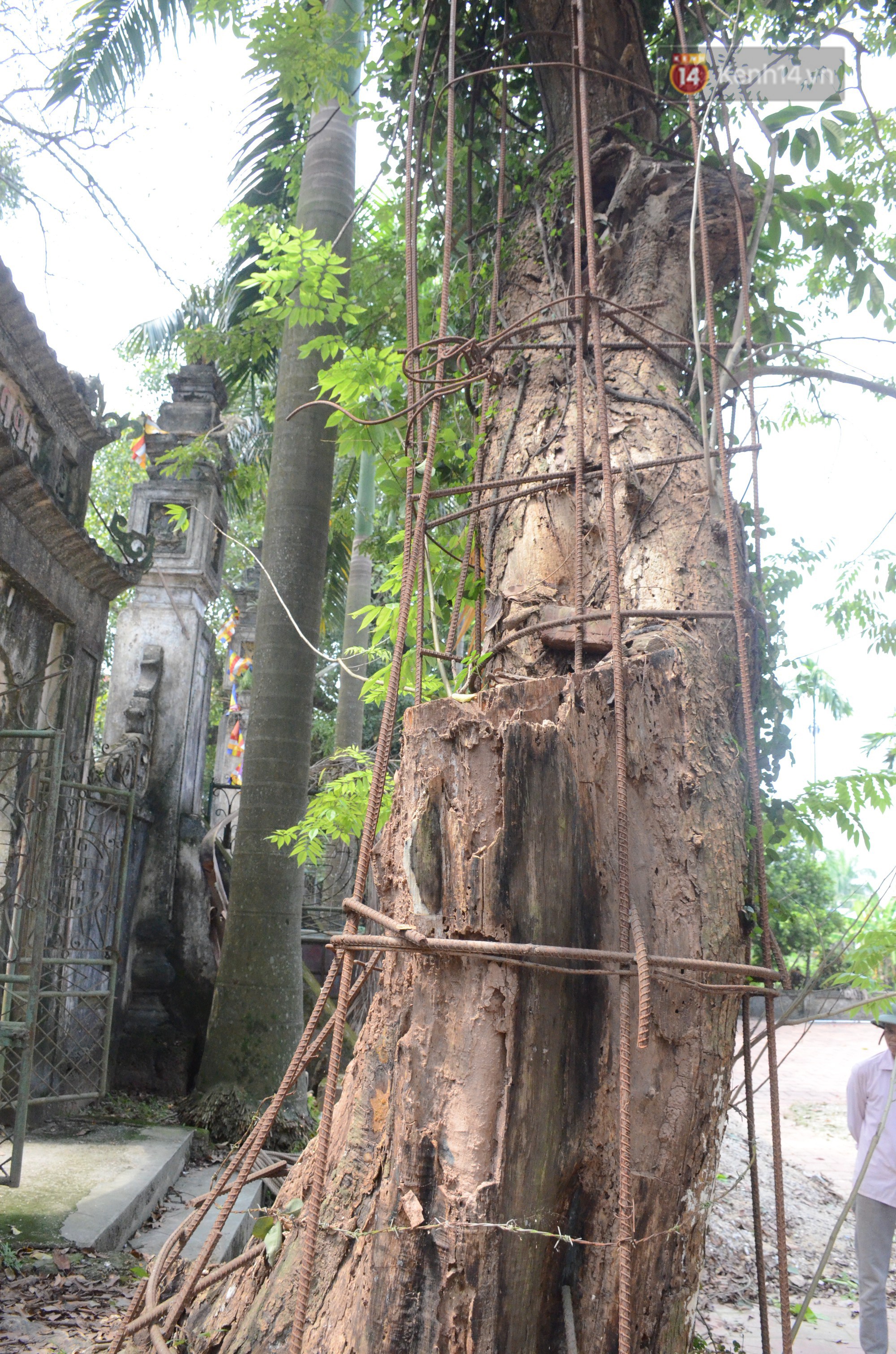 Ly kỳ chuyện cây sưa giá trăm tỷ ở Hà Nội, người dân mất ăn mất ngủ thay nhau canh giữ, mặc áo giáp sắt để chống kẻ trộm