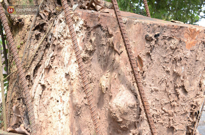 Ly kỳ chuyện cây sưa giá trăm tỷ ở Hà Nội, người dân mất ăn mất ngủ thay nhau canh giữ, mặc áo giáp sắt để chống kẻ trộm