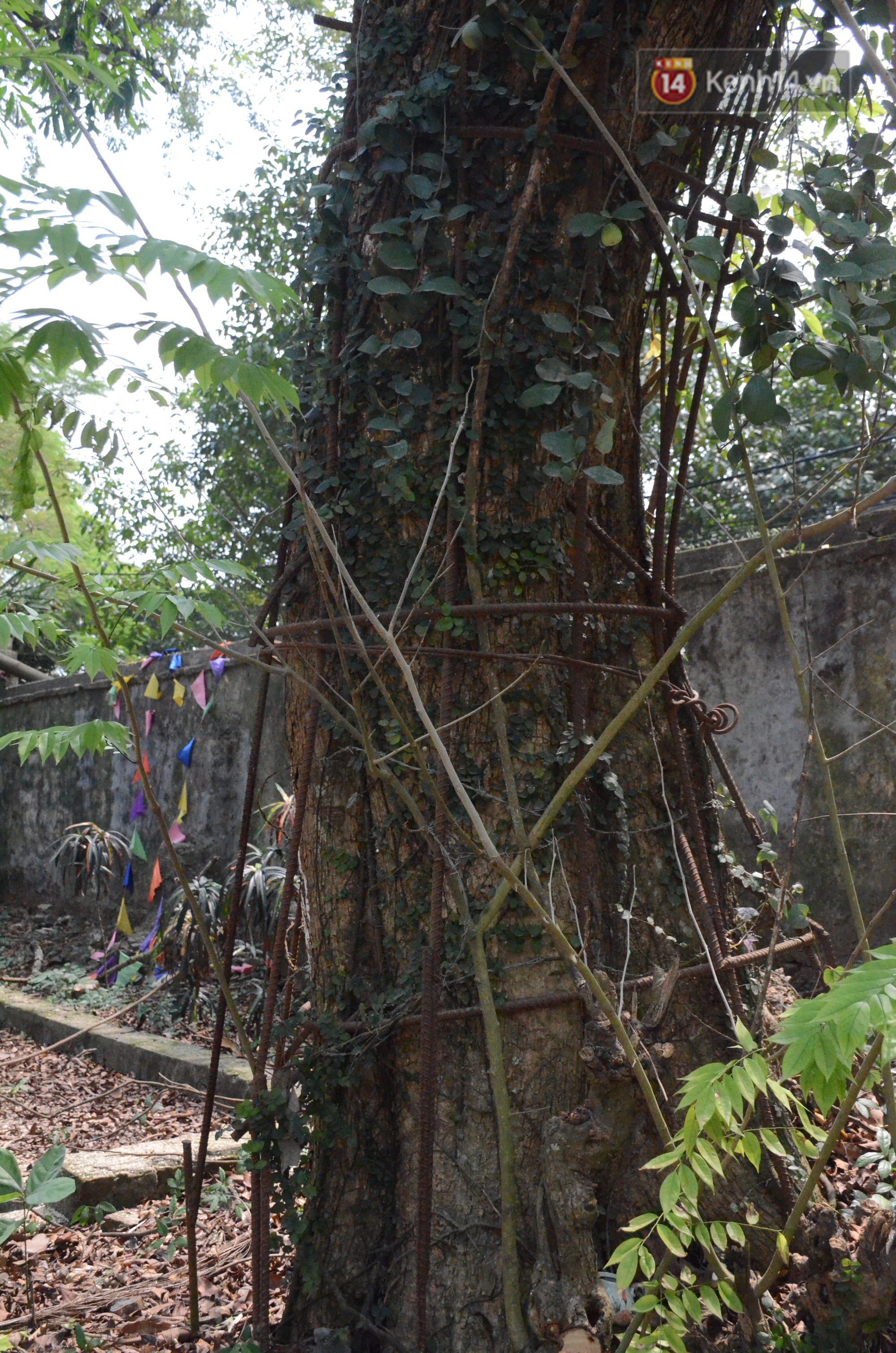 Ly kỳ chuyện cây sưa giá trăm tỷ ở Hà Nội, người dân mất ăn mất ngủ thay nhau canh giữ, mặc áo giáp sắt để chống kẻ trộm