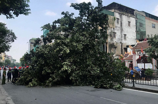 Hà Nội: Cây đa bật gốc chắn ngang đường Tôn Đức Thắng, giao thông tê liệt