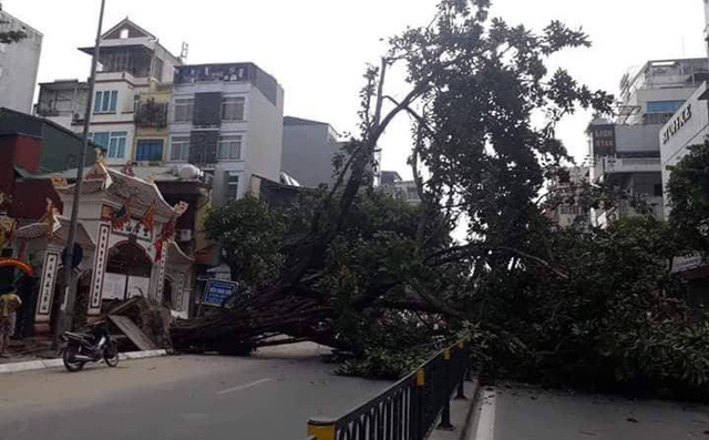 Hà Nội: Cây đa bật gốc chắn ngang đường Tôn Đức Thắng, giao thông tê liệt