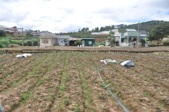 Hàng trăm hộ dân ở Đà Lạt bỏ hoang vườn tược vì nguồn nước bị ô nhiễm từ chợ nông sản