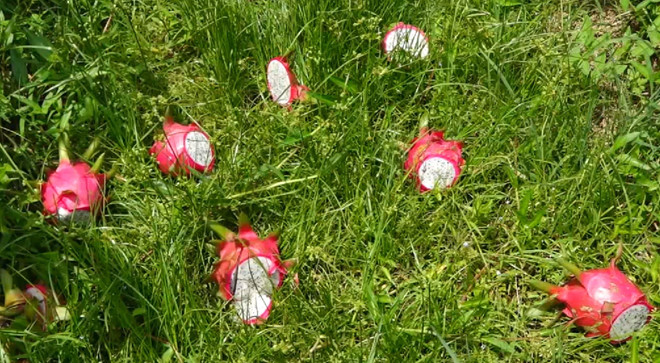 Trung Quốc ngưng mua, thanh long Bình Thuận rớt giá, còn 1.000 đồng/kg