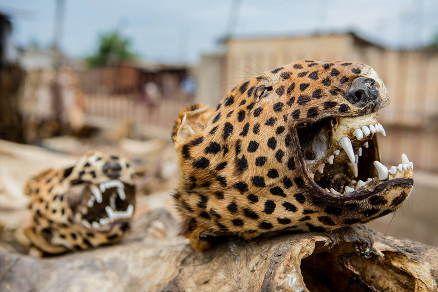 Cảnh tượng ám ảnh tại chợ bùa ngải lớn nhất thế giới ở châu Phi