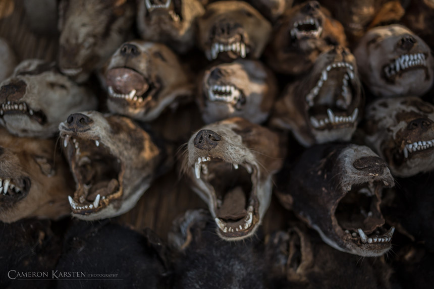 Cảnh tượng ám ảnh tại chợ bùa ngải lớn nhất thế giới ở châu Phi