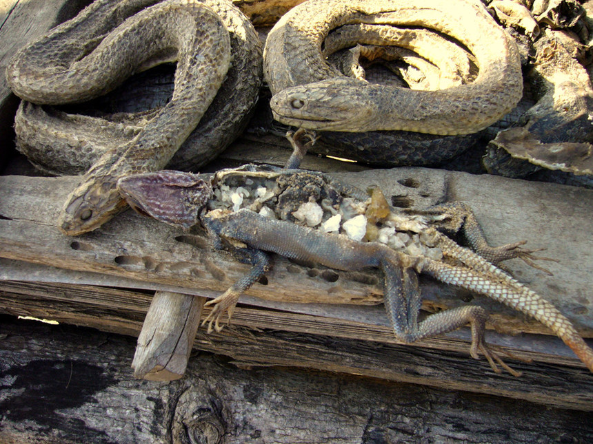 Cảnh tượng ám ảnh tại chợ bùa ngải lớn nhất thế giới ở châu Phi