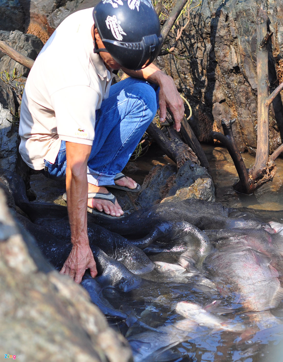 Thủy điện Trị An đóng đập, người dân đổ xô về bắt cá khủng