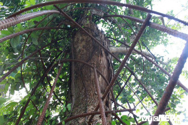 Ly kỳ quanh cây sưa trăm tỷ ở Hà Nội sắp được bán: Tờ giấy đe dọa ném vào nhà dân