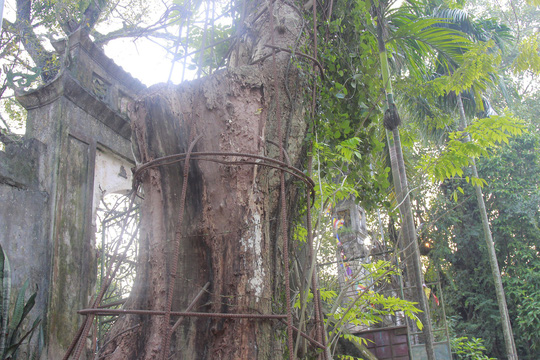 Cận cảnh 2 cây sưa giá trăm tỉ được Hà Nội đồng ý bán