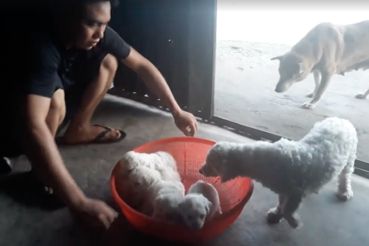 Người đàn ông đi xế hộp vào mua bánh gai rồi tiện tay bế trộm luôn chó của chủ quán