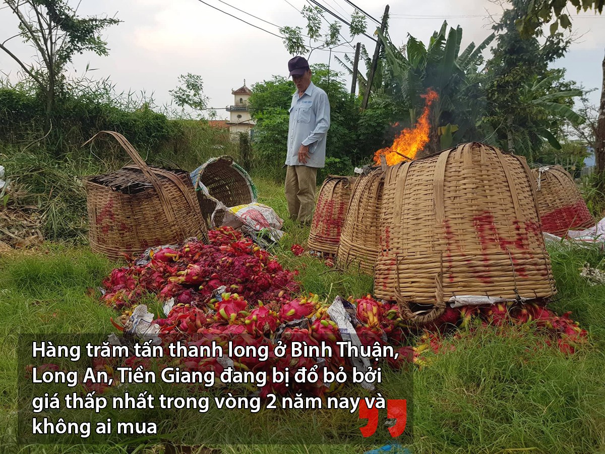 Nước mắt rơi trên ruộng thanh long